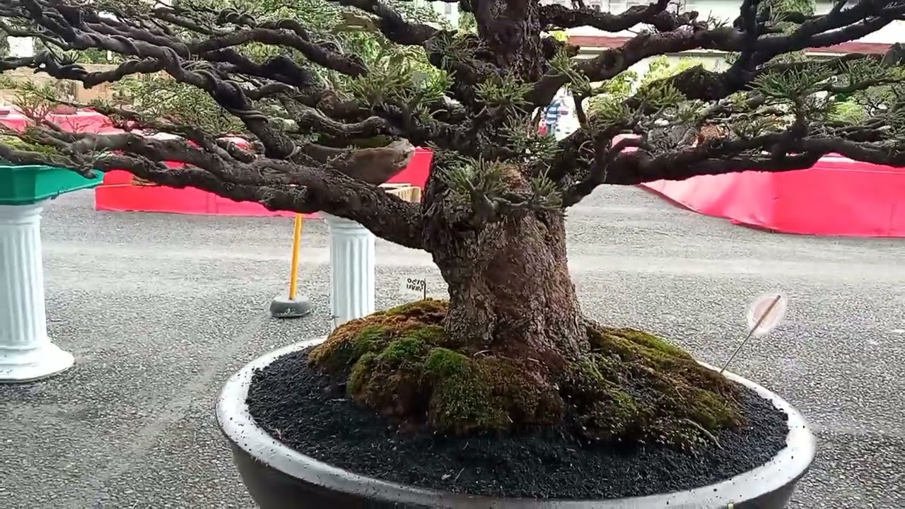 10 Bonsai Inspiration # 01