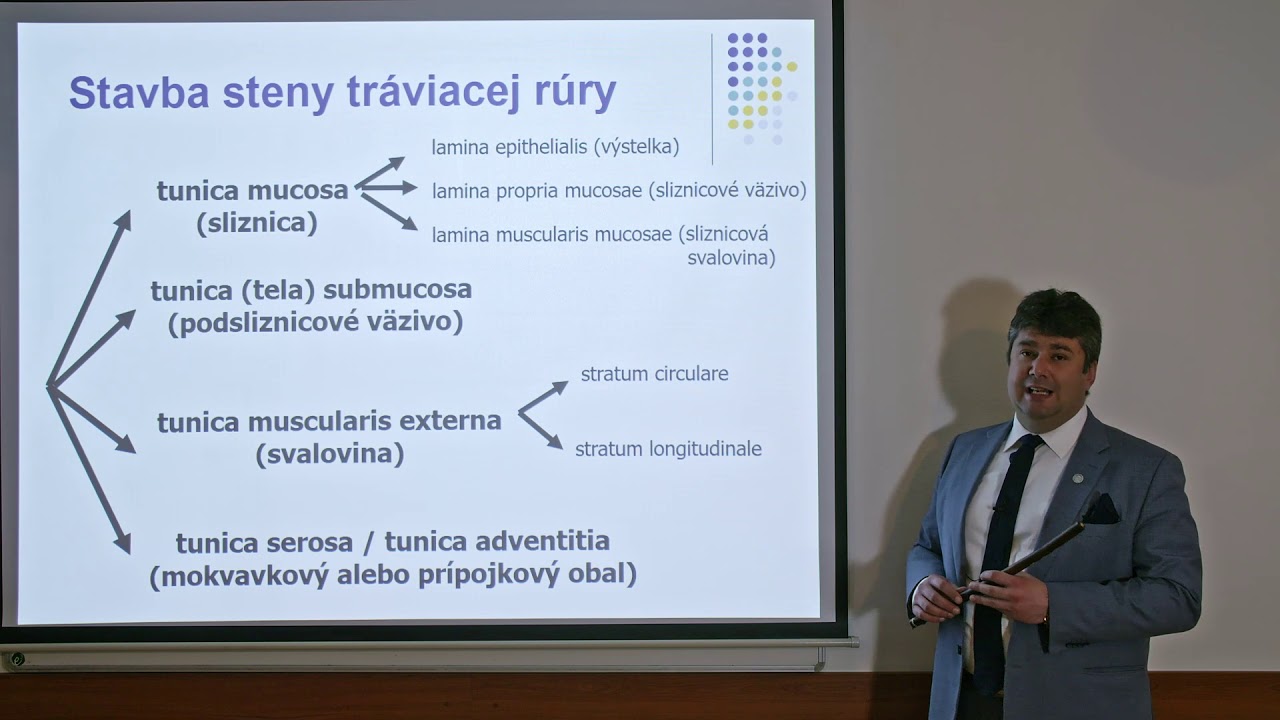 Špeciálna histológia: Stavba steny tráviacej rúry