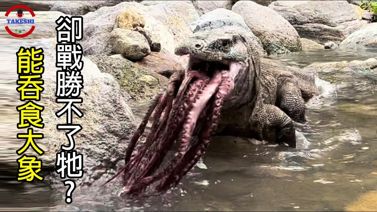 [生物放大鏡] 地球上現存唯一吞過大象的"龍" | 唯一的天敵竟然是章魚!? | 鯊魚也是他的獵物!?