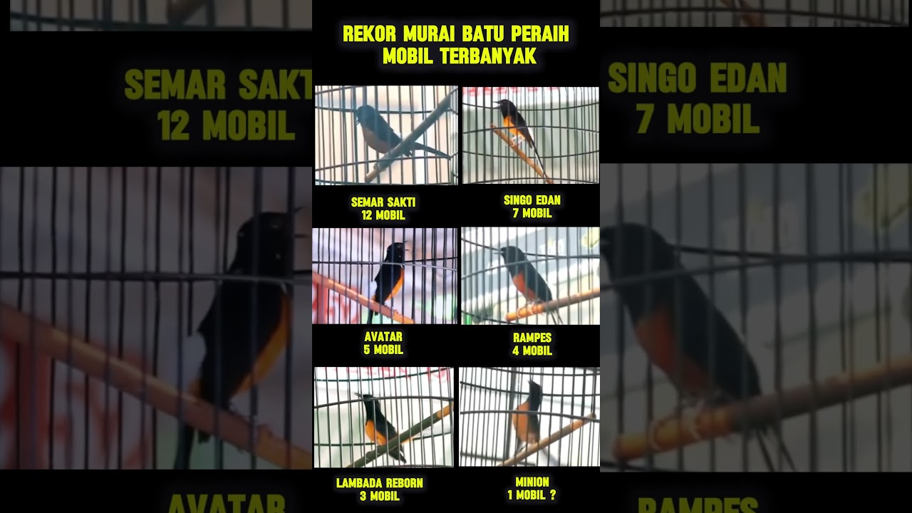 rekor murai batu peraih mobil terbanyak 