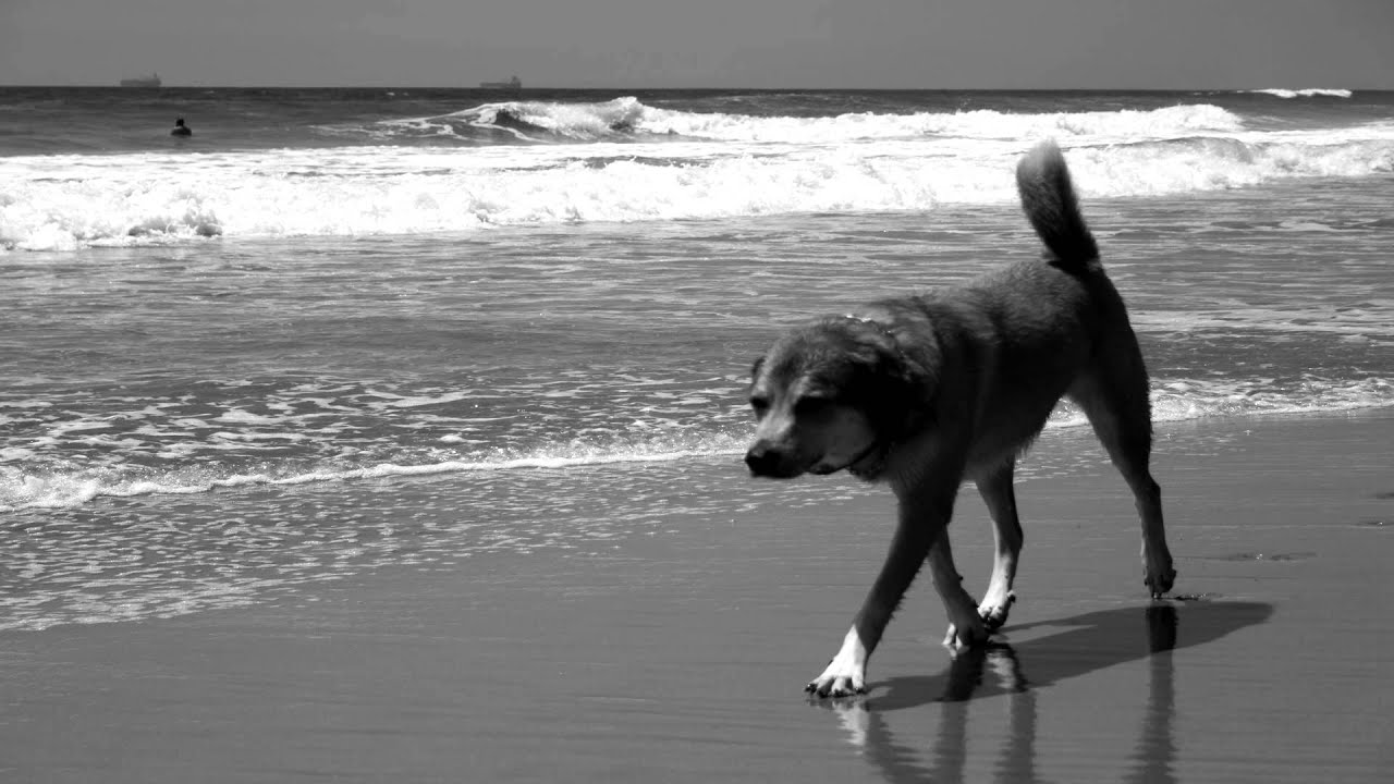 Off the Leash - The joy you give, you get..mp4