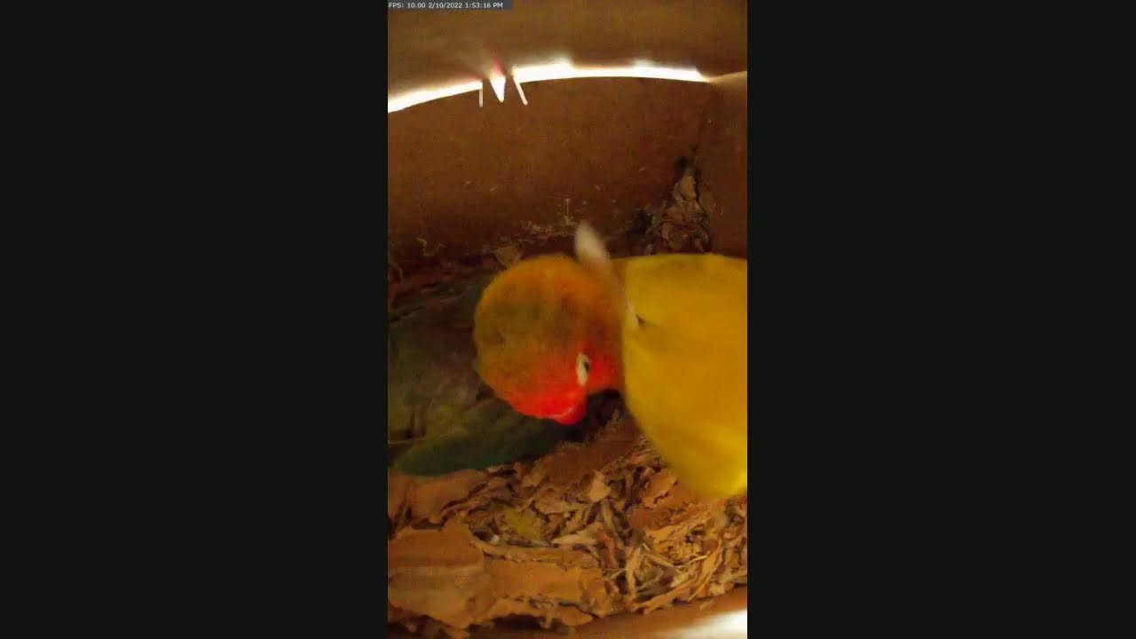 Lovebirds nest