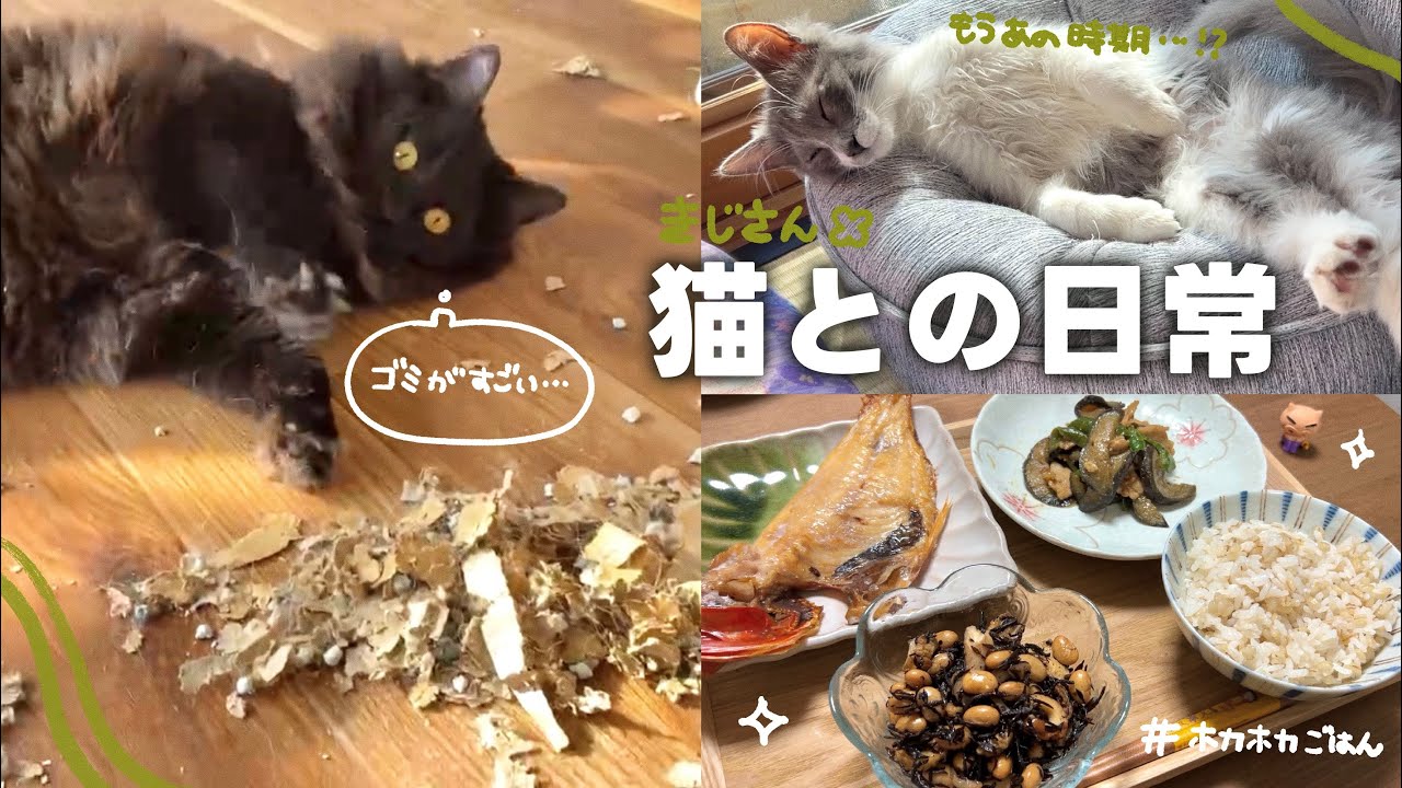 【ねことの日常Vlog】 保護猫シェルターの現実(リアル)をお見せします…🫣 | 猫ちゃんの毛が抜けまくって大変💦ついに換毛期がやってきた！ 【保護猫シェルター】