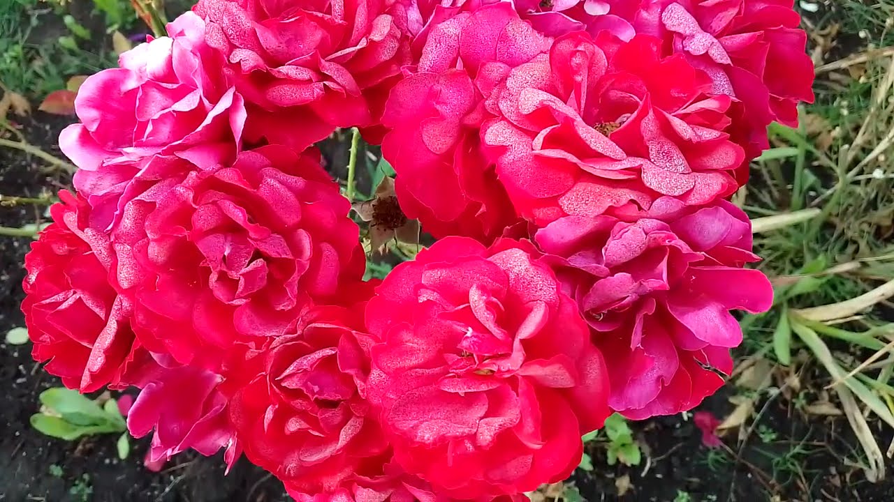 Jan 2025 - Just Roses and Dahlias