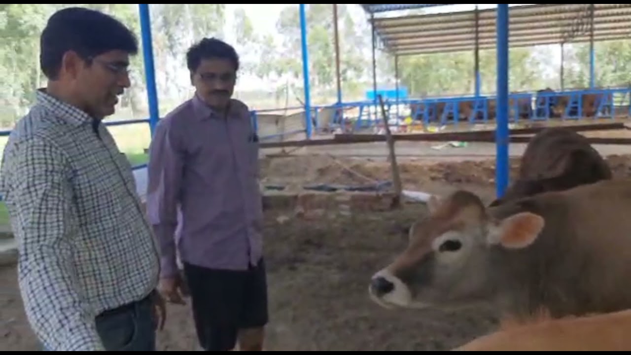 Dairy farm having Jersey breeds !!