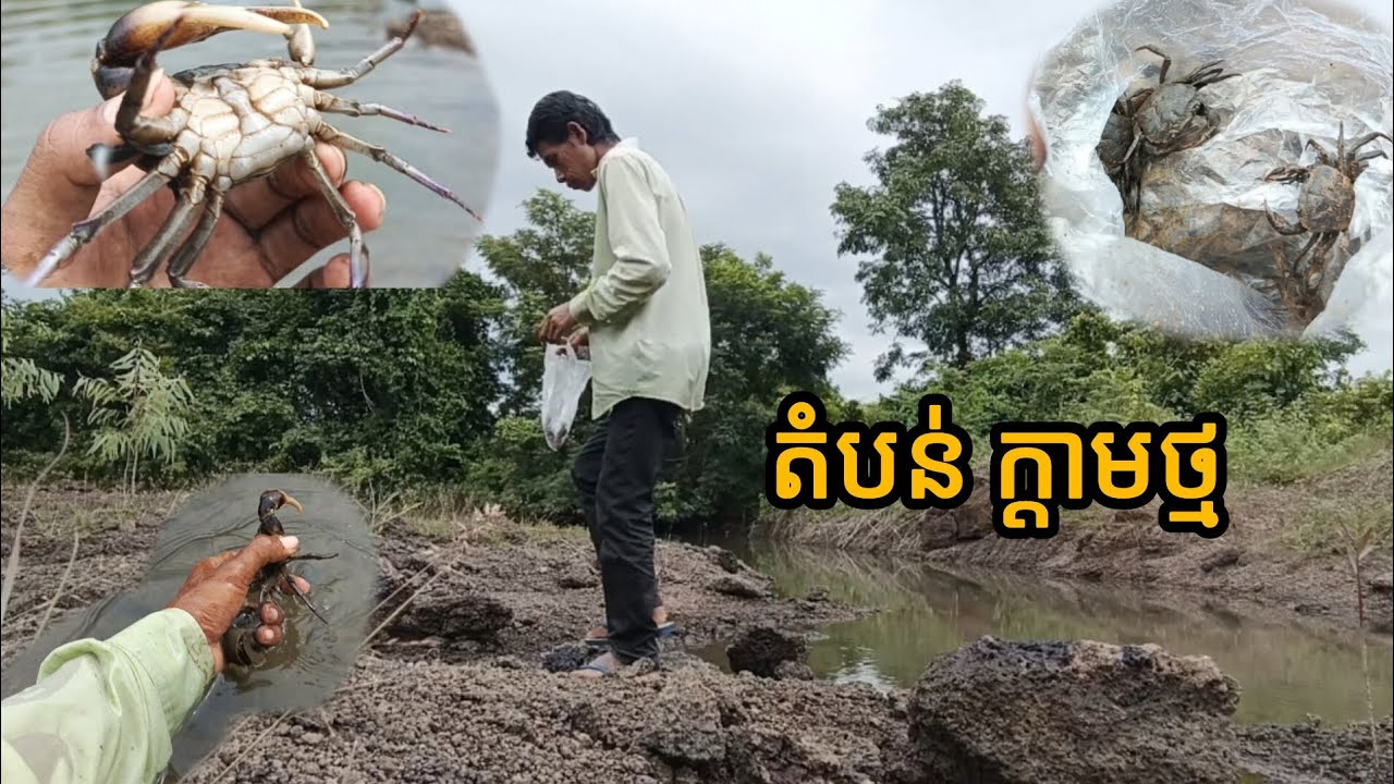 ស្វែងរកក្តាមថ្មនៅ តំបន់នេះមានតូចធំ