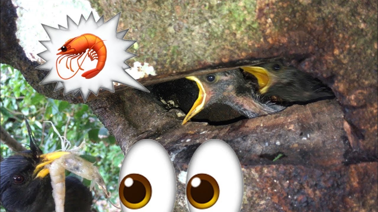 White-vented Myna Makes Nest Inside Tree Hollow &ndash; Birds That Nest In Tree Cavity