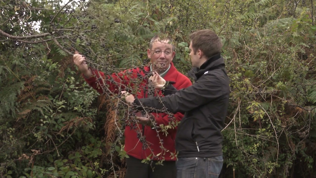 Foraging UK - Hedgerow - Sloe berry