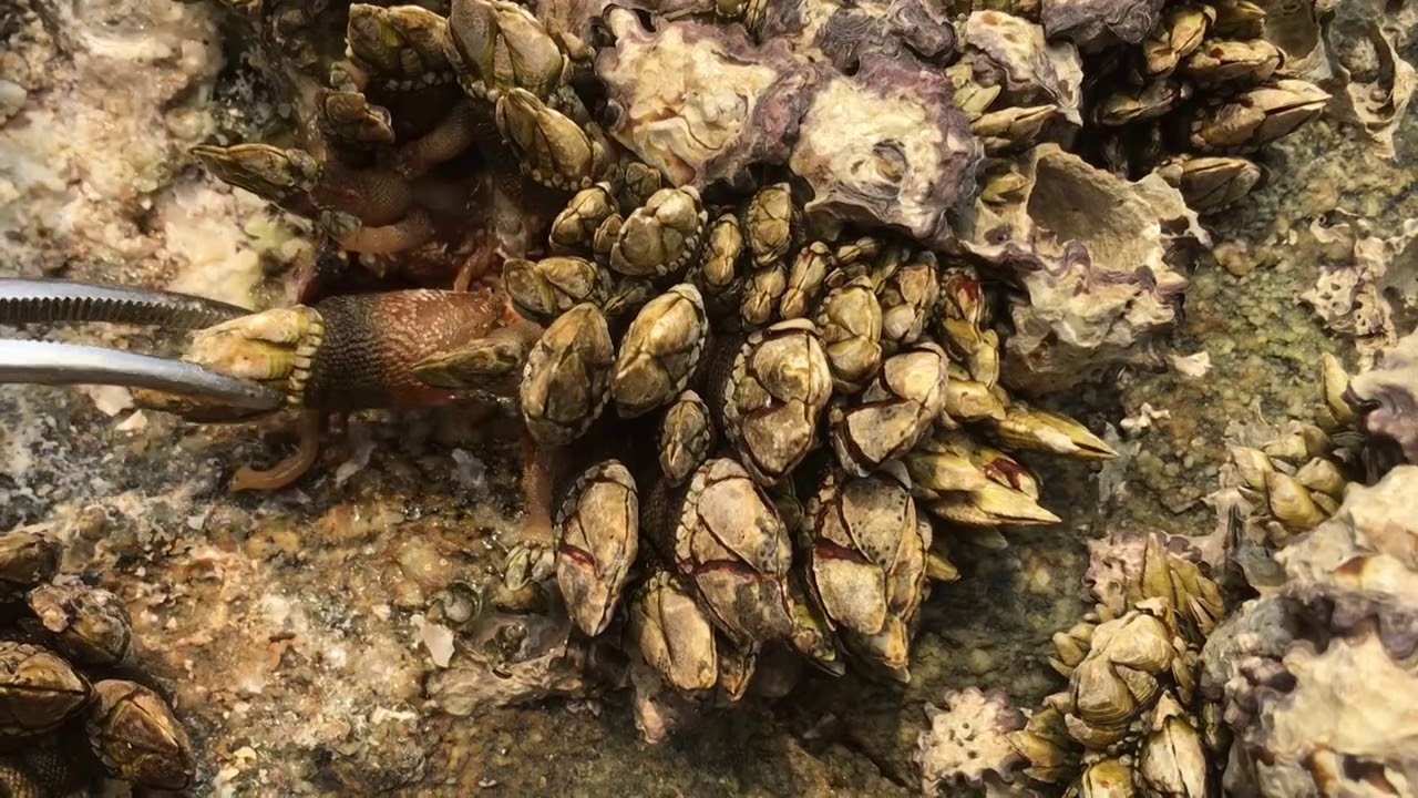 闲牛发现一大片佛手螺的窝，礁石上面全部是，说十年都可能拔不完