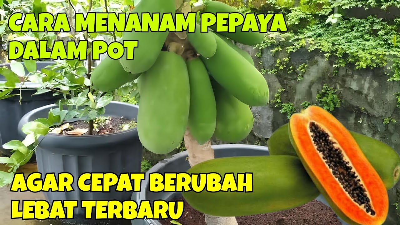 CARA MENANAM PEPAYA DALAM POT || AGAR CEPAT BERUBAH LEBAT TERBARU