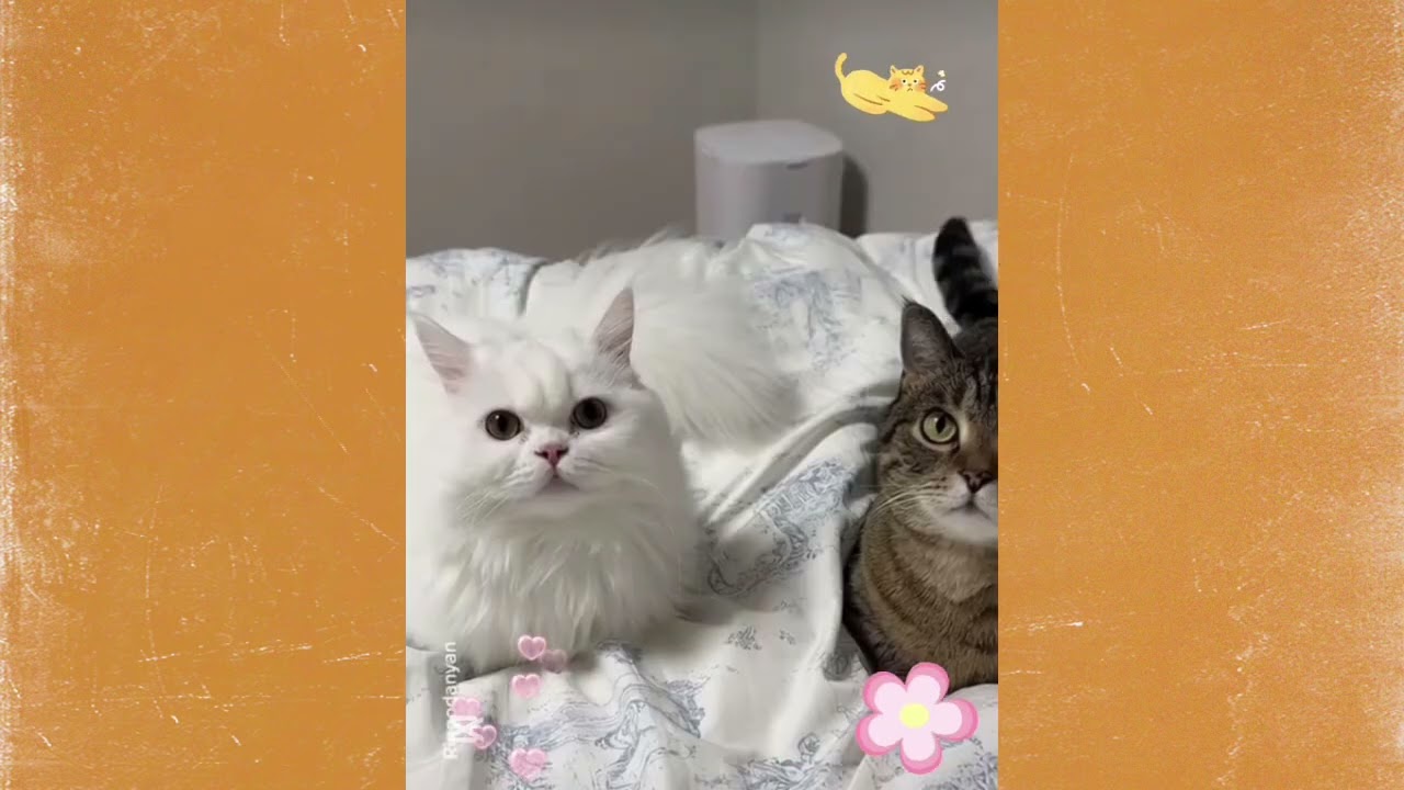 Soft little soul🐾💕🐈‍⬛ 😴 #fluffytherapy #cattherapy #stressrelief #softvibes #wholesome