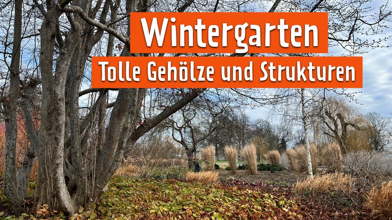 Diese Gehölze und Stauden verschönern den Garten im Winter | MDR Garten