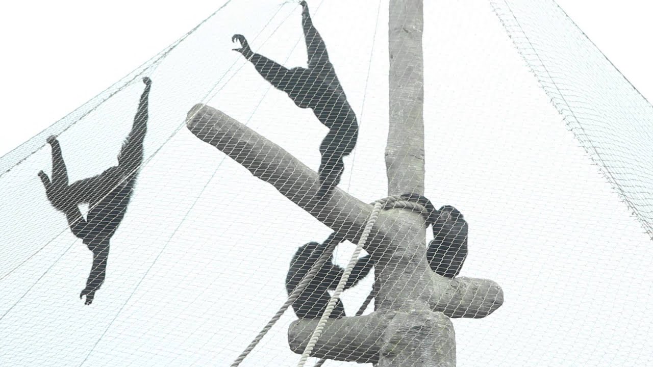 Monkeys screaming and shouting