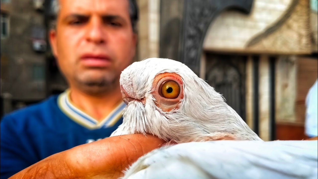 سوق الأحد بالسيده عائشه 💰 الموافق٢٦/١٠/٢٠٢٥ فرجه وأسعار الحمام الغزار والزينه والزاجل 💸