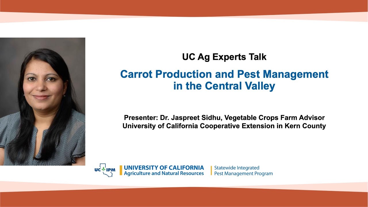 UC Ag Experts Talk: Carrot Production and Pest Management in the Central Valley