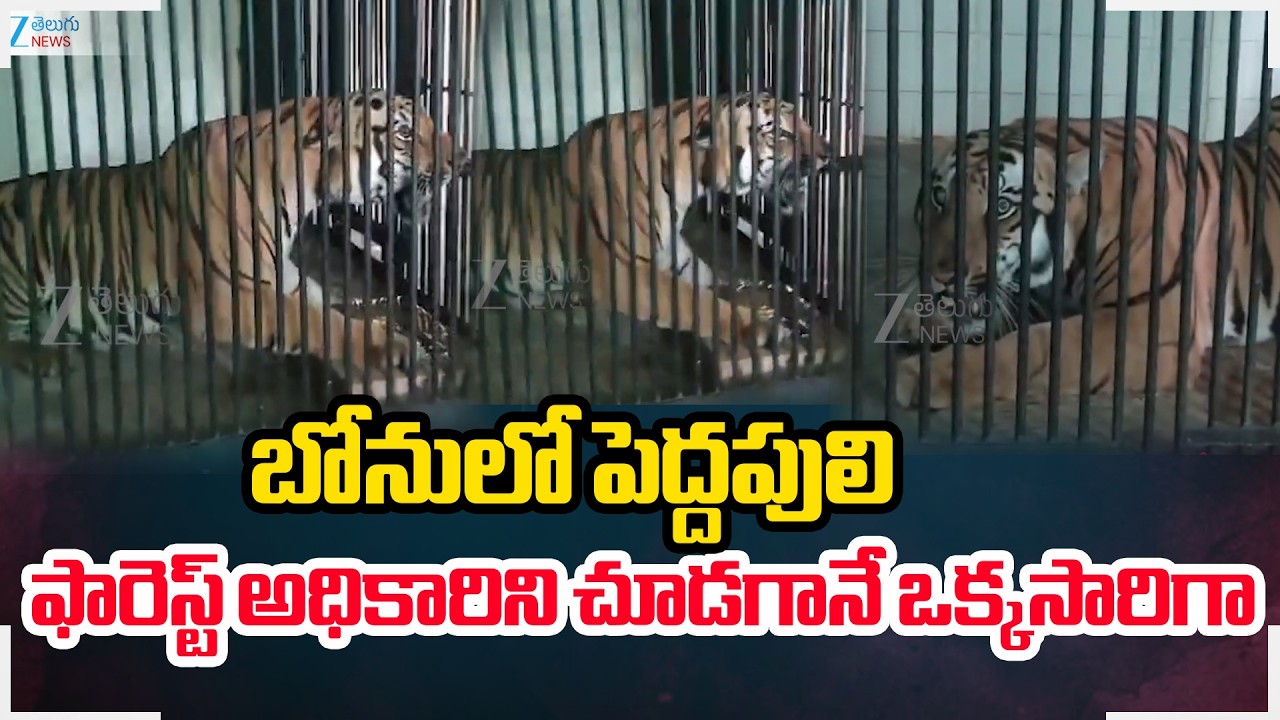 Tiger Caught at Rajahmundry |బోనులో పెద్దపులి ఫారెస్ట్ అధికారిని చూడగానే ఒక్కసారిగా | ZEE News