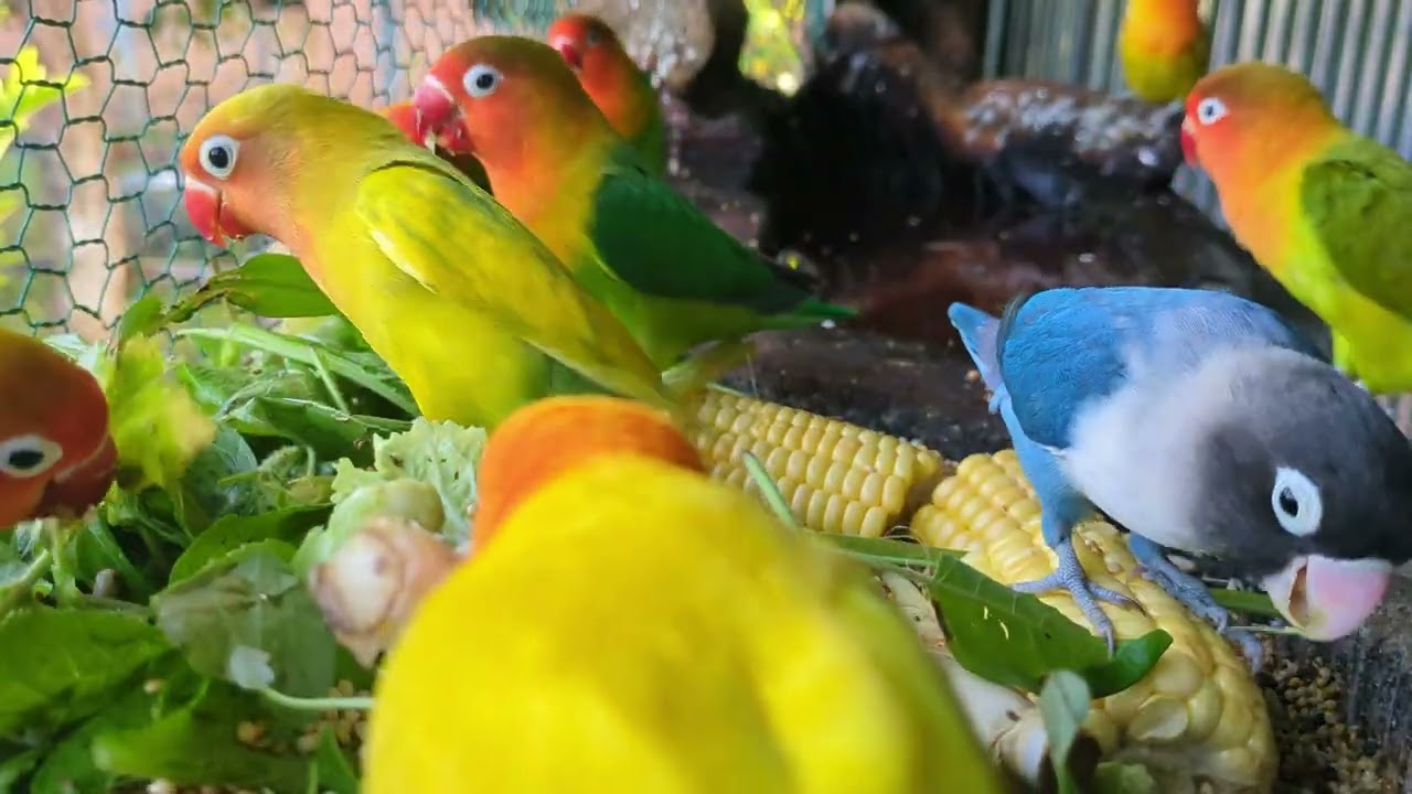 Lovebird Colorful 💚❤️#lovebirds #sunconure #parrotlover #birds #cutelovebird