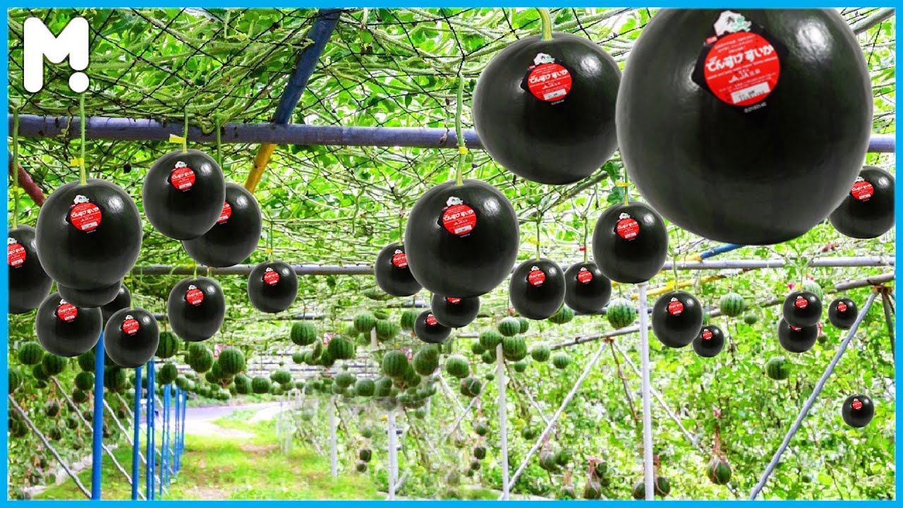 Japanese Black Watermelons - World's Most Expensive Watermelon - Black Watermelon Cultivation Farm🍉🍉