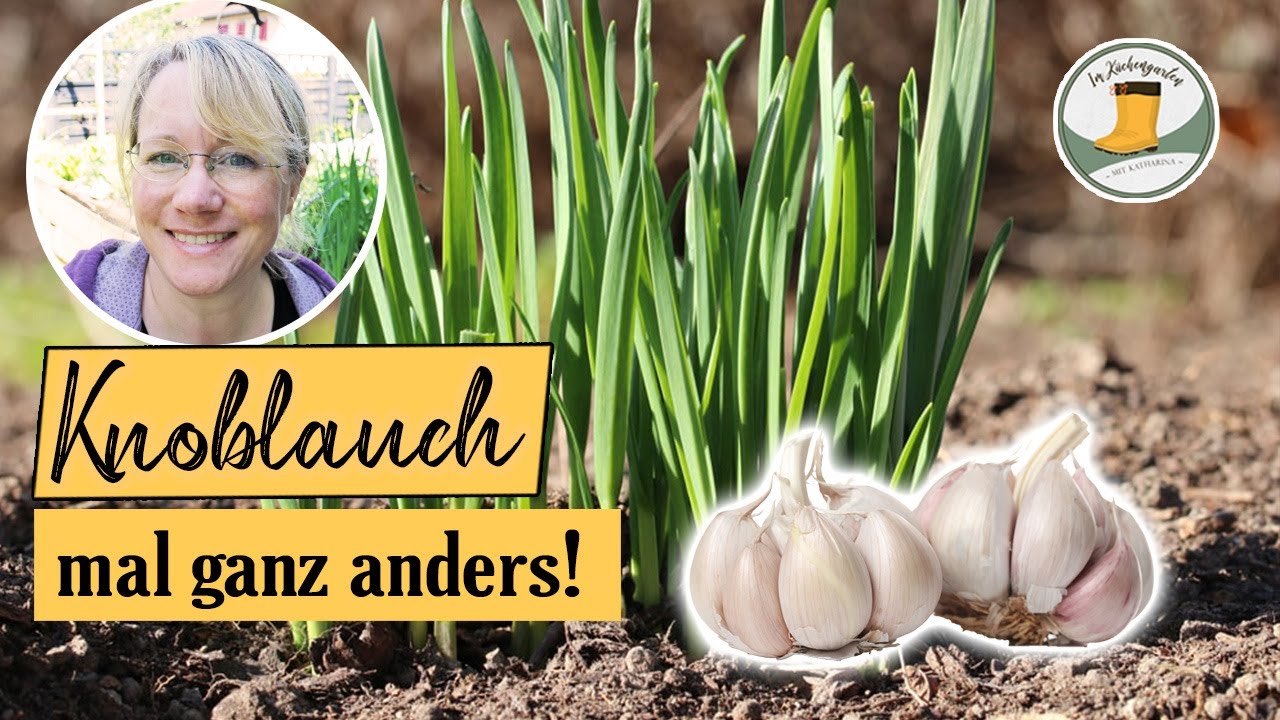 🧄 kleine Zehen nicht wegwerfen! | Grüner Frühlingsknoblauch als Herbstpflanzung im Hausgarten