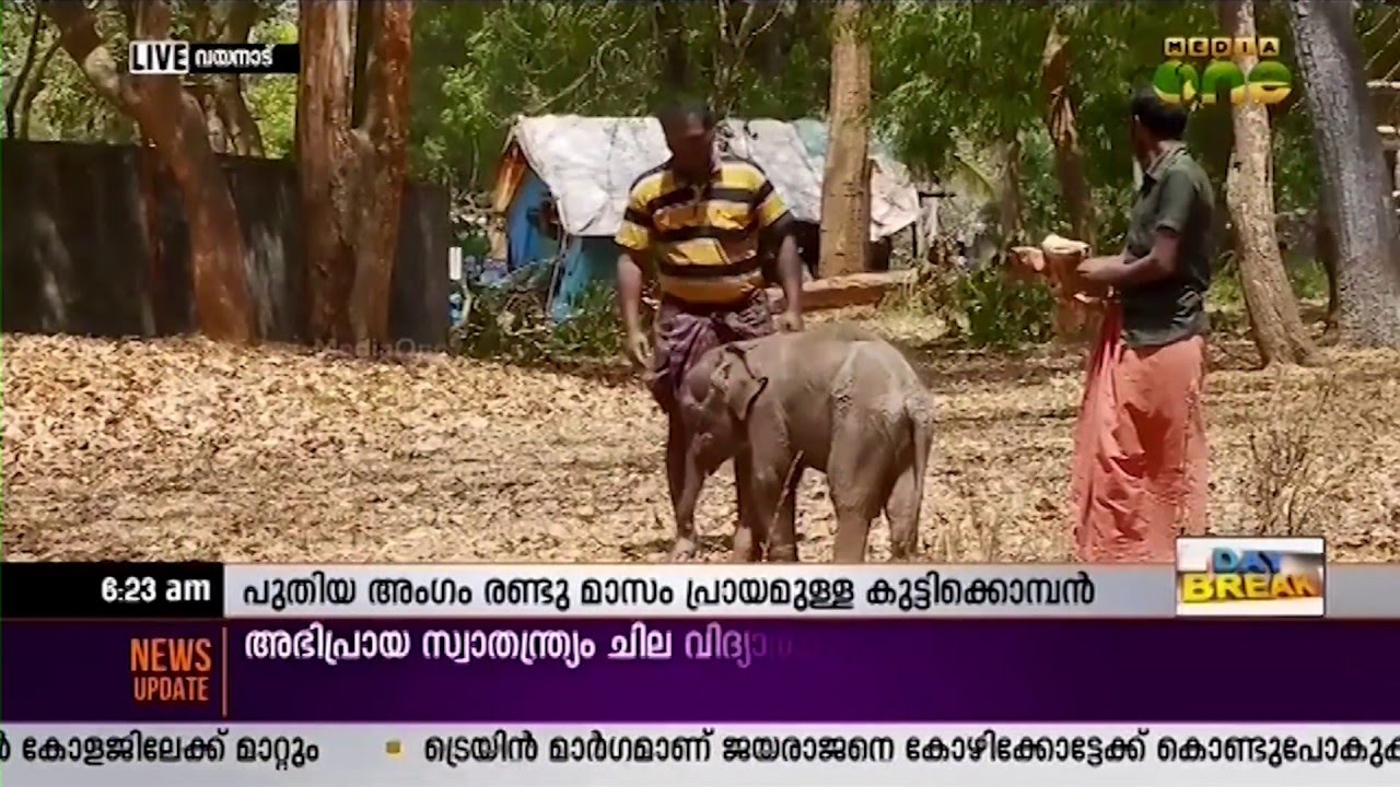 Baby elephant arrives at Muthanga Elephant Camp