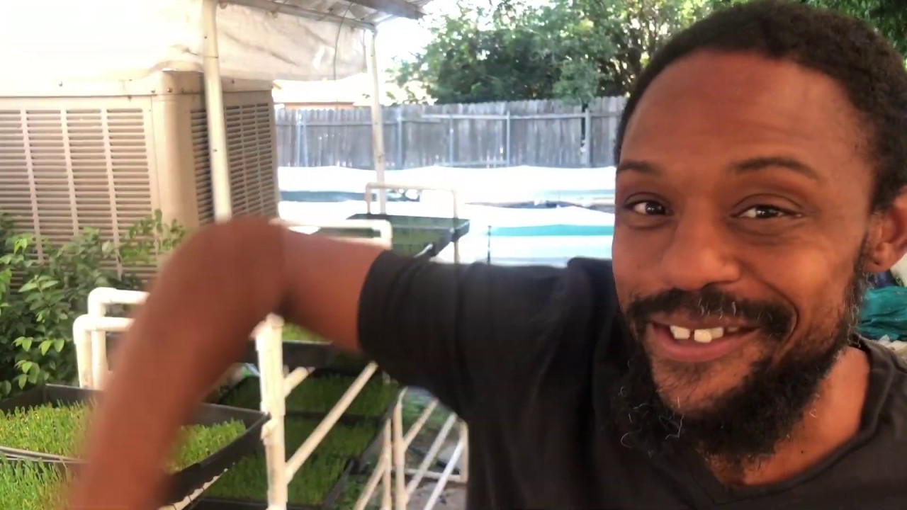 How Much Can You Make Selling Microgreens
