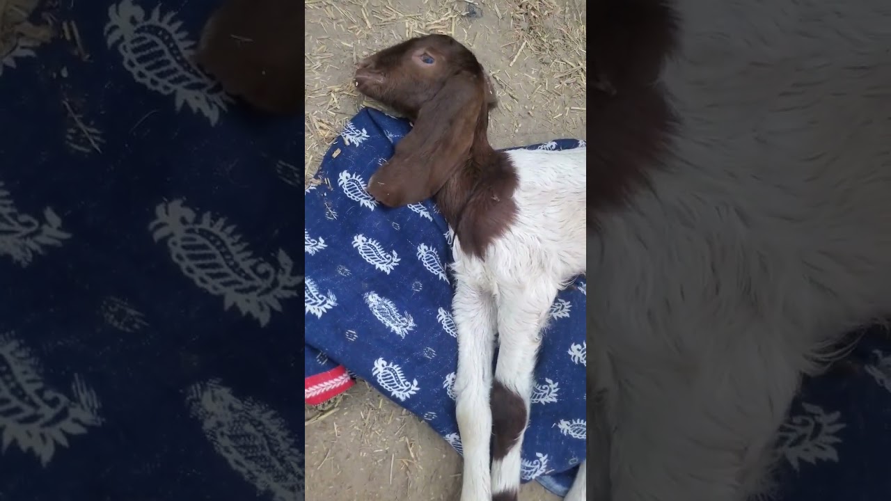 Weakness in baby goat |Treatment| #treatment #medical #veterinarian