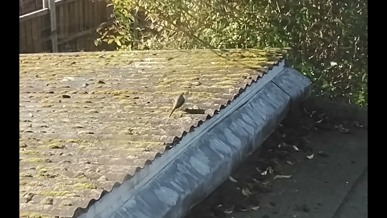 Grey wagtail feeding on rooftop human scraps