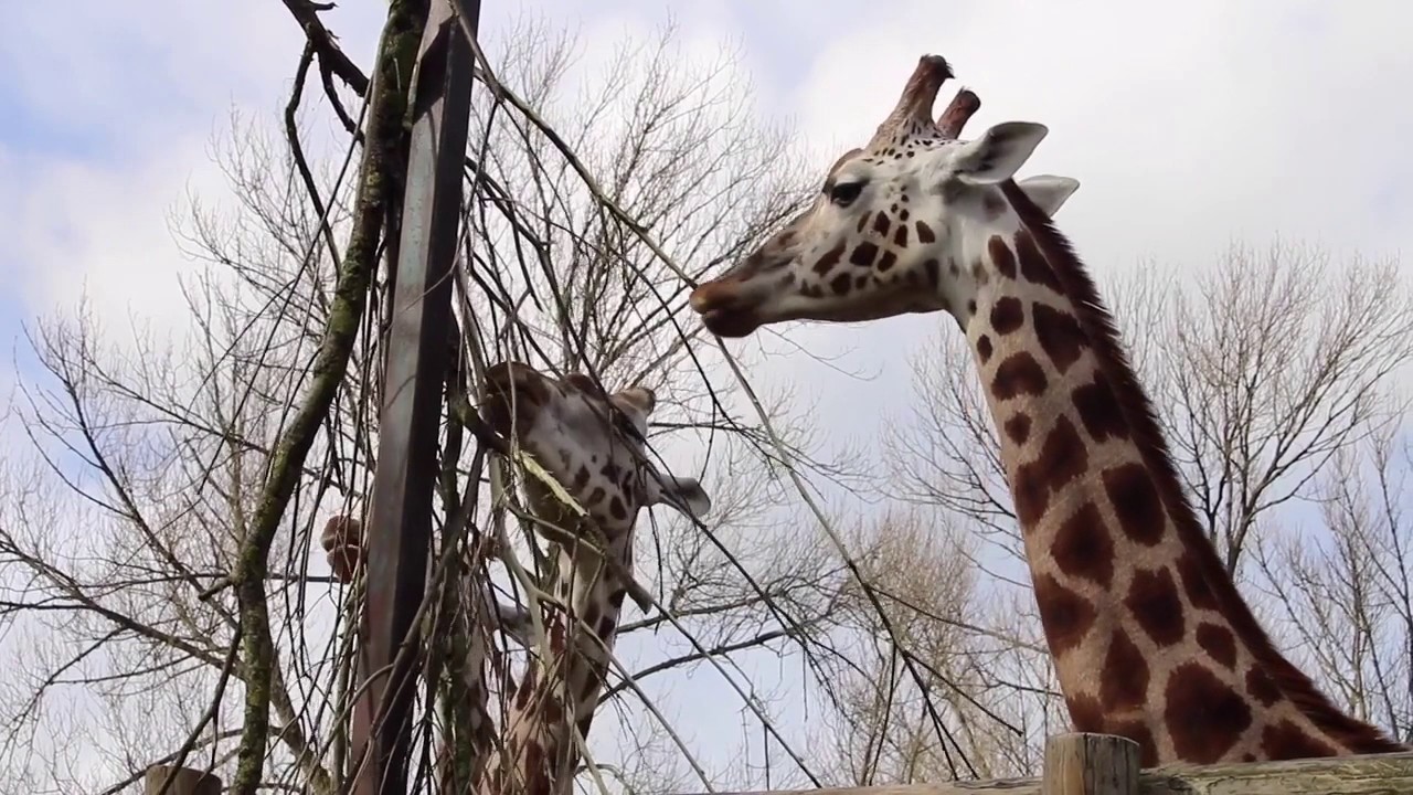 Science at Chester Zoo - Nutrition