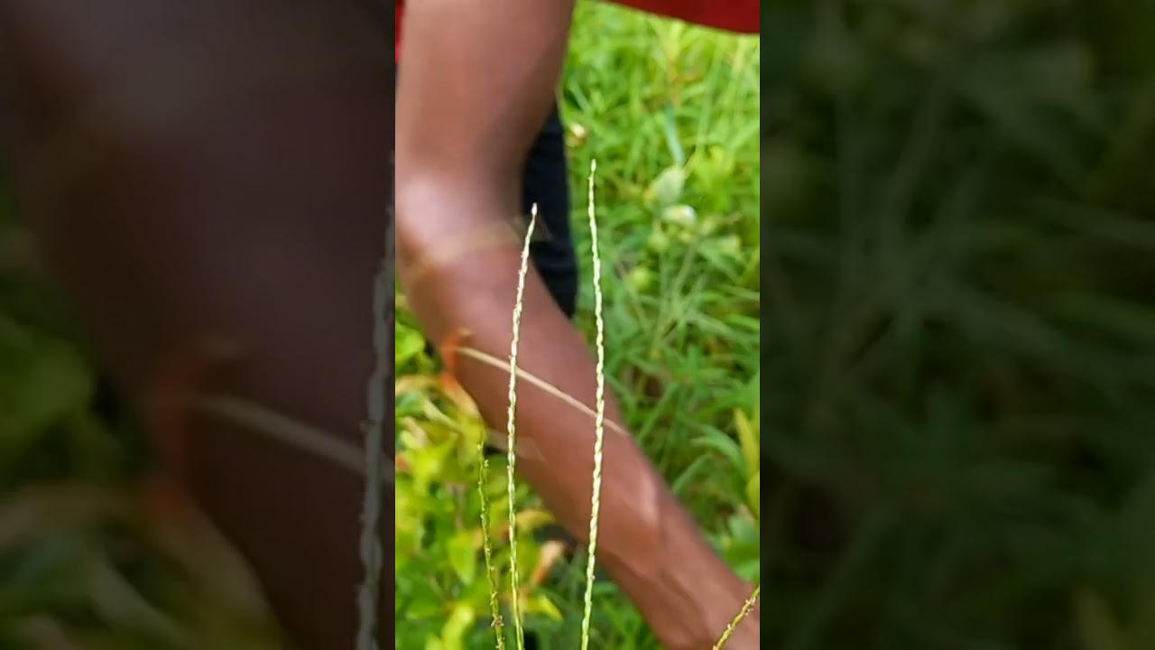 লেবু । Lemon #thai #lemon #fruit #fruitlover #gardening #short #shorts #shortvideo #viralshorts #bd
