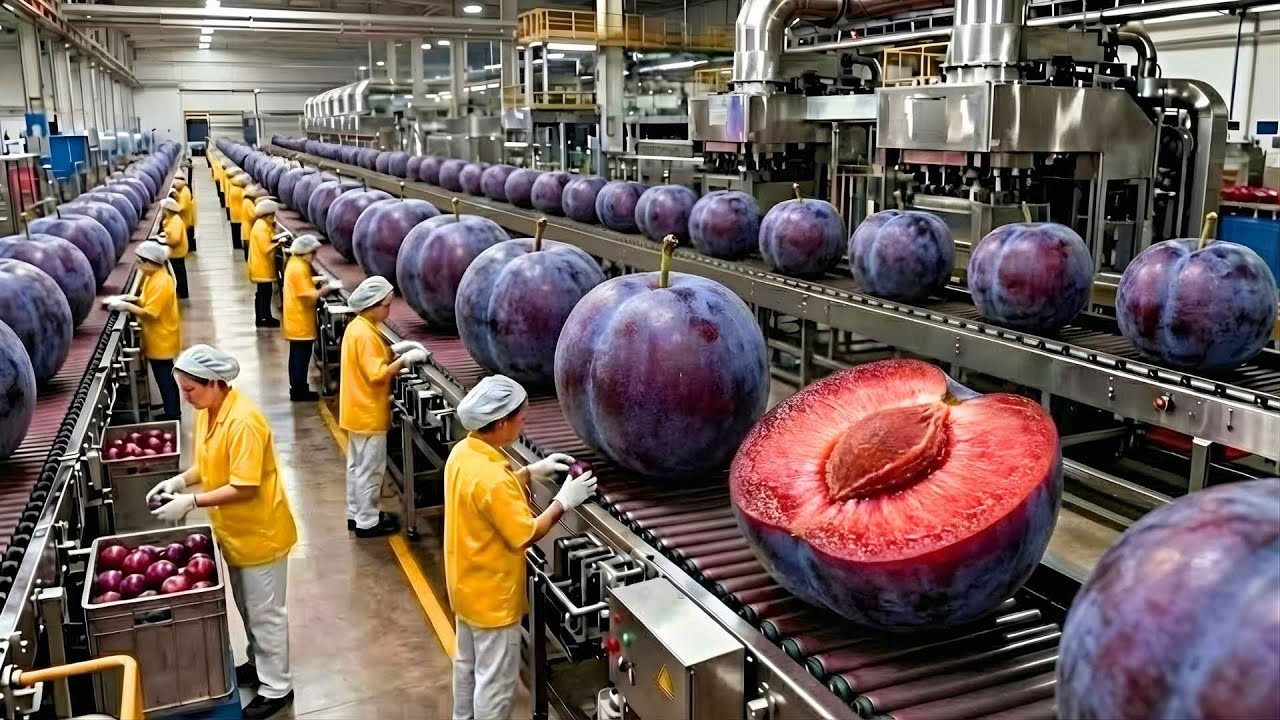 Inside Canada&rsquo;s Prune Factory: Why Dried Plums Must Be Made This Way (Full Process)