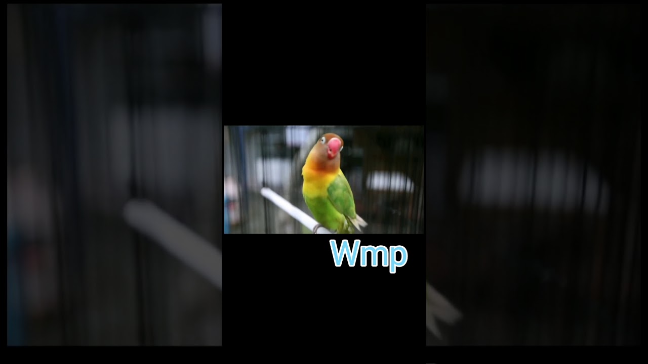 Sigitwmp: Suara tengkek buto dari Kusumo bisa buat nglatih mental lovebird / download free