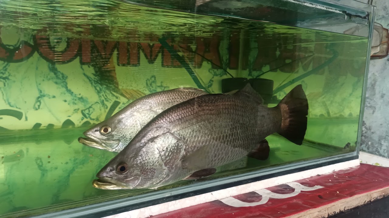 mengamati langsung habitat dan cara makan Kakap Putih / Baramundi size jumbo di aquarium air tawar