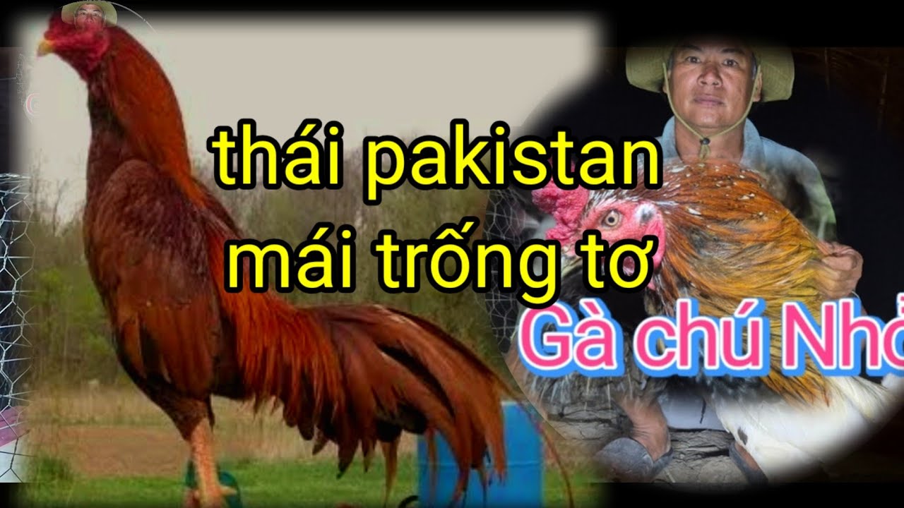 Nhìn gà xấu đừng vội đánh giá, trống mái tơ pakistan-gà chú Nhỏ