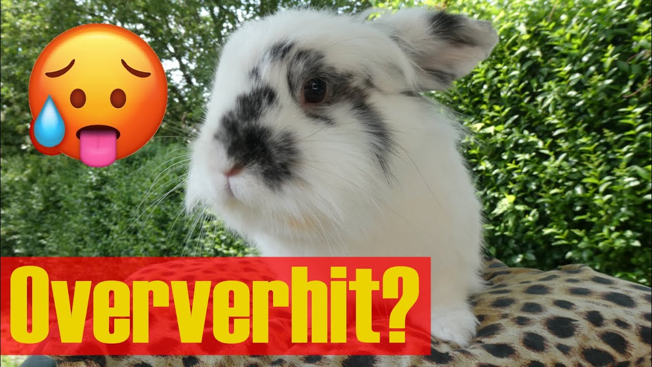 Konijnen en HITTE | OVERVERHITTING herkennen en voorkomen met deze tips