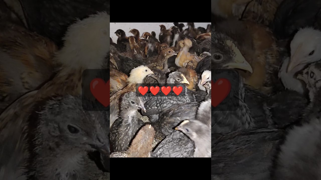 From Backyard Chickens to Big Profits | Master the Secrets of Poultry Success #chicken