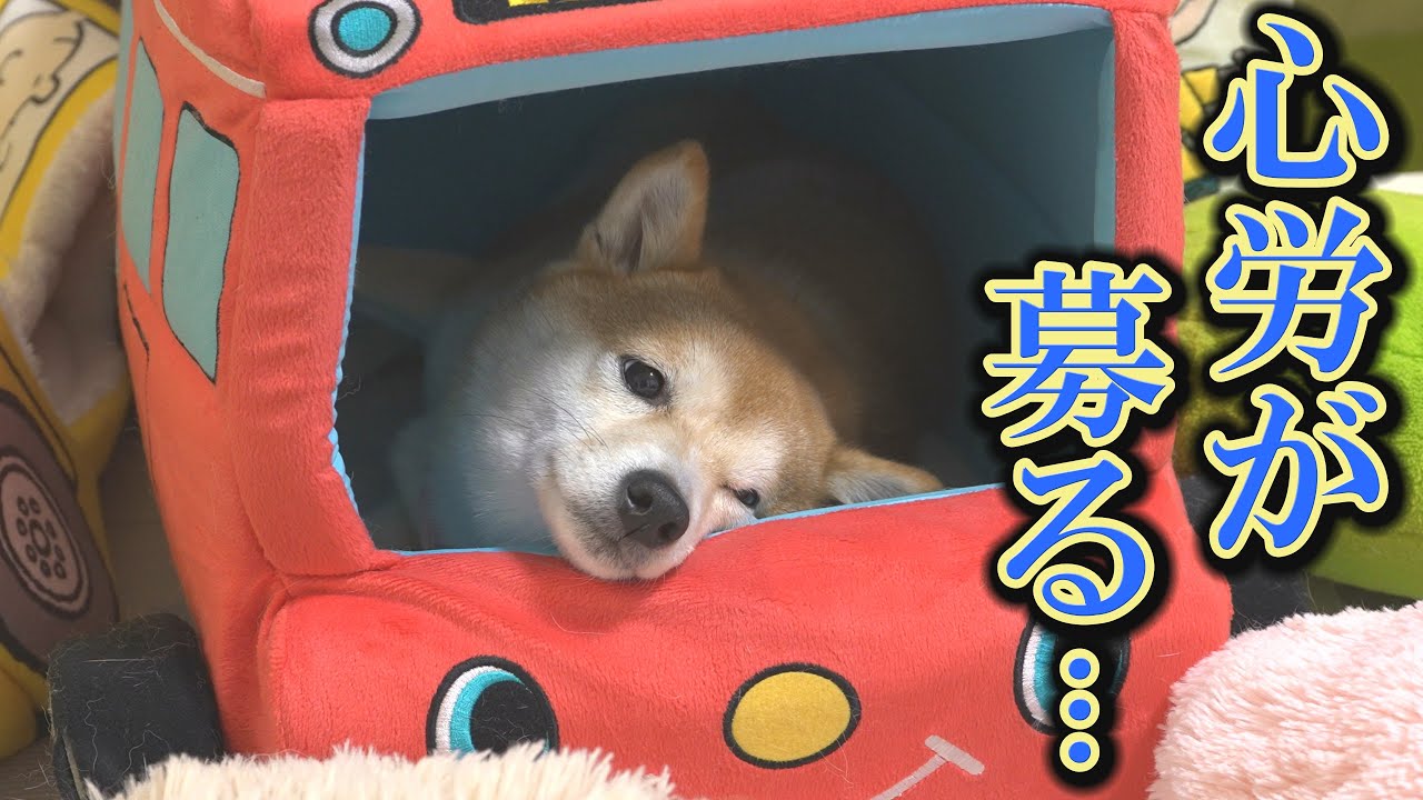 飼い主の不在と自分の粗相の心配で心労が重なり、眠れなくなってしまう柴犬・・・