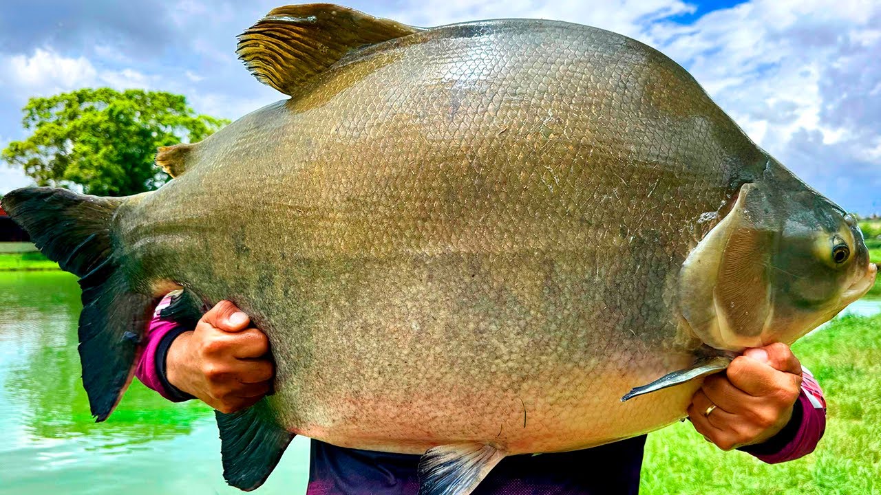 MUITO PEIXE GRANDE NO PESQUEIRO DO MARCO COM DIREITO A NOVIDADES!