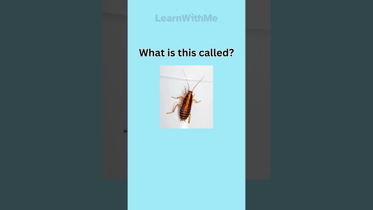 🦋 Guess the Insect!|Fun Quiz Challenge 🐜#english #shorts #viralshorts #learning #vocabulary #funny