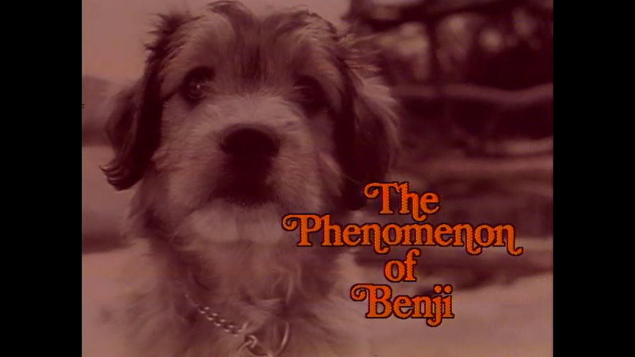 (1978) The Phenomenon Of Benji