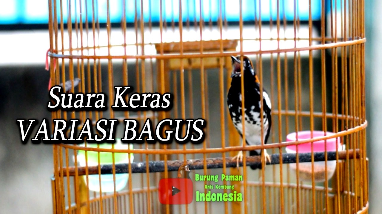 ANIS KEMBANG PANCINGAN ANIS KEMBANG MACET BIAR BUNYI  #aniskembang