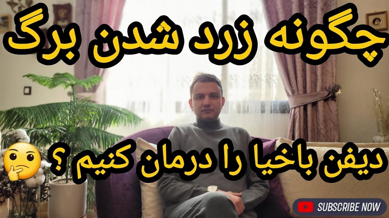 علت زرد شدن برگ دیفن باخیا + آموزش درمان 😍