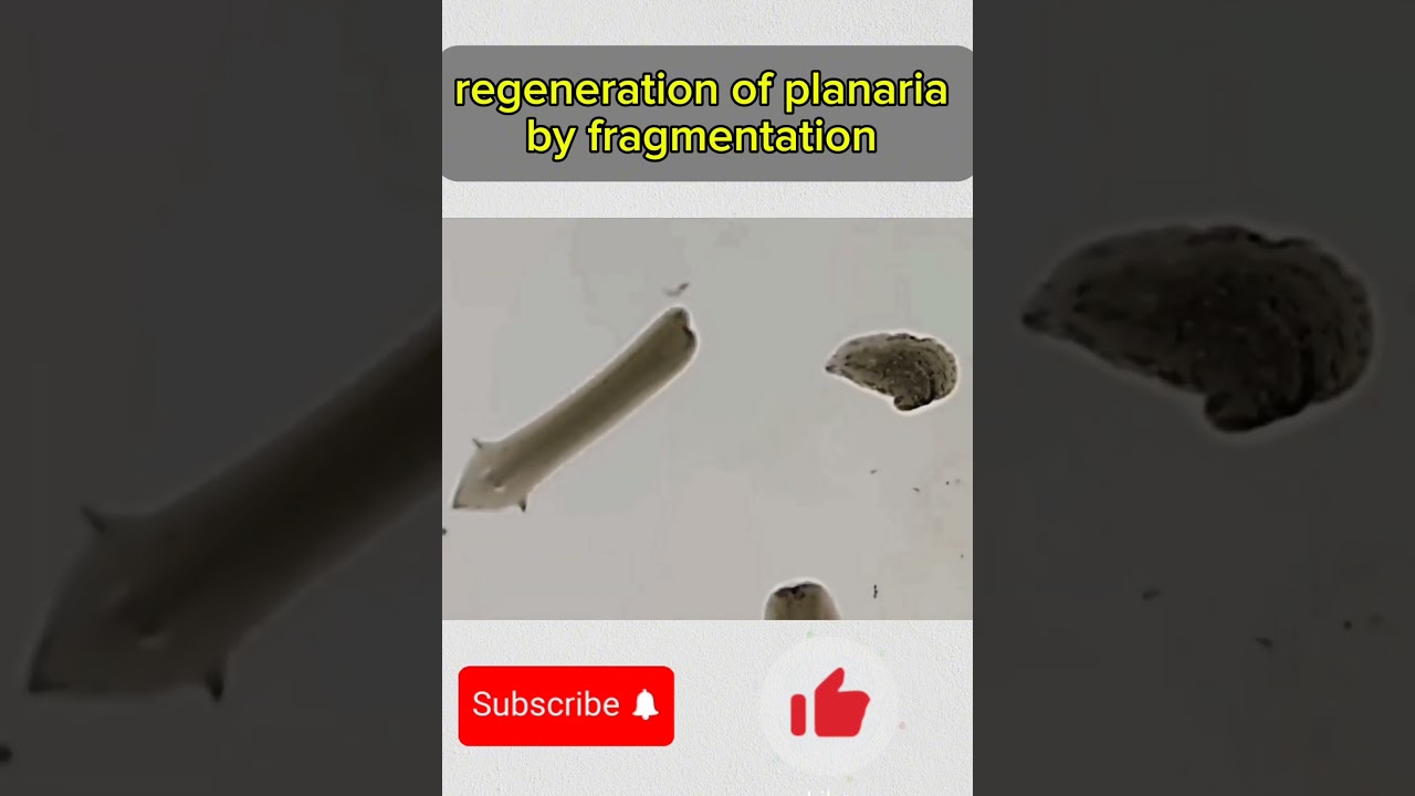 regeneration of planaria by fragmentation🤯🤯