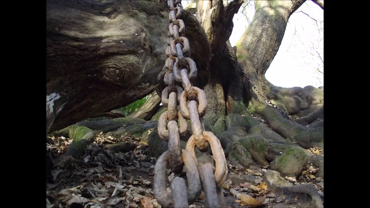 Hex and the real Chained Oak at Alton Towers | Theme Park Folklore