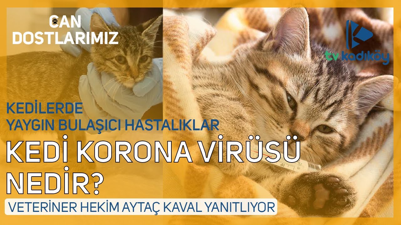 Kedi korona virüsü nedir? Kedilerde ölümcül bulaşıcı hastalıklar...
