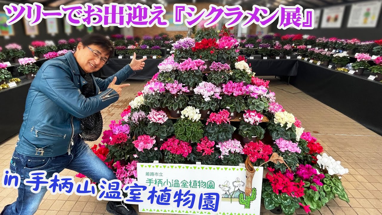 【手柄山温室植物園】シクラメン展を見に行ったよ！今回も圧巻のシクラメンツリーから最新品種、貴重な原種まで観賞できる【植物園】