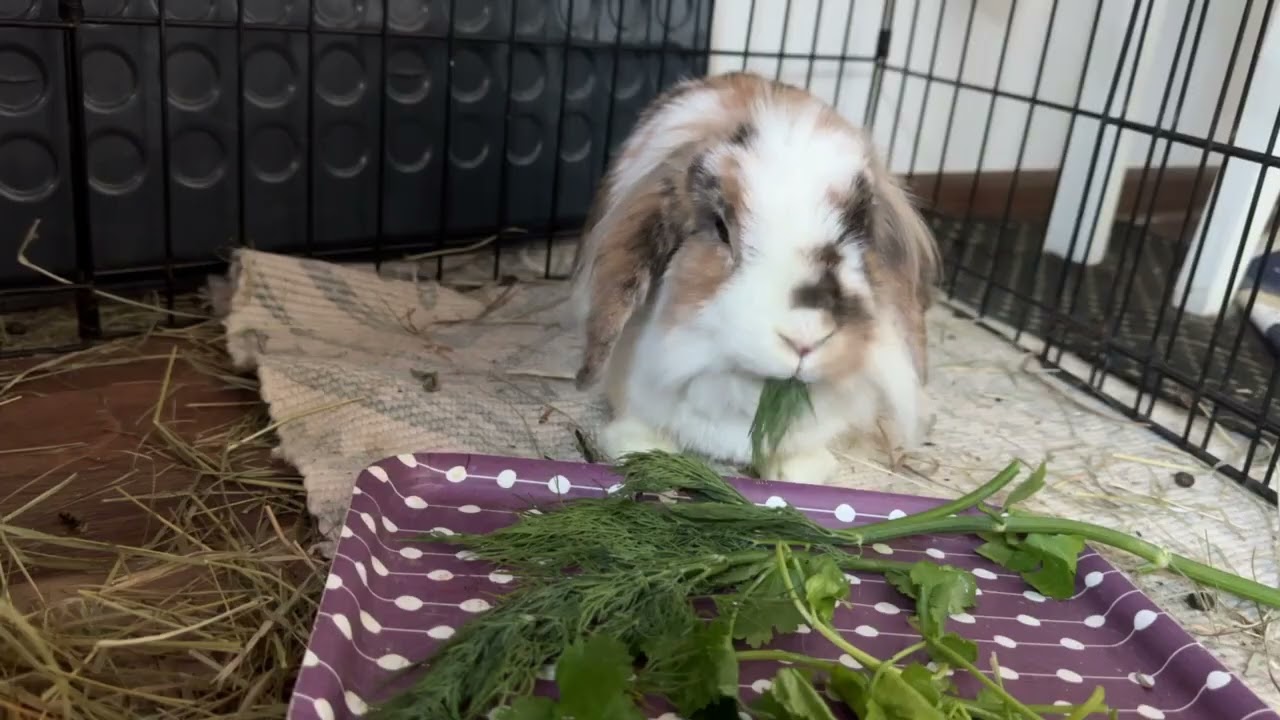 Rabbit eats freens