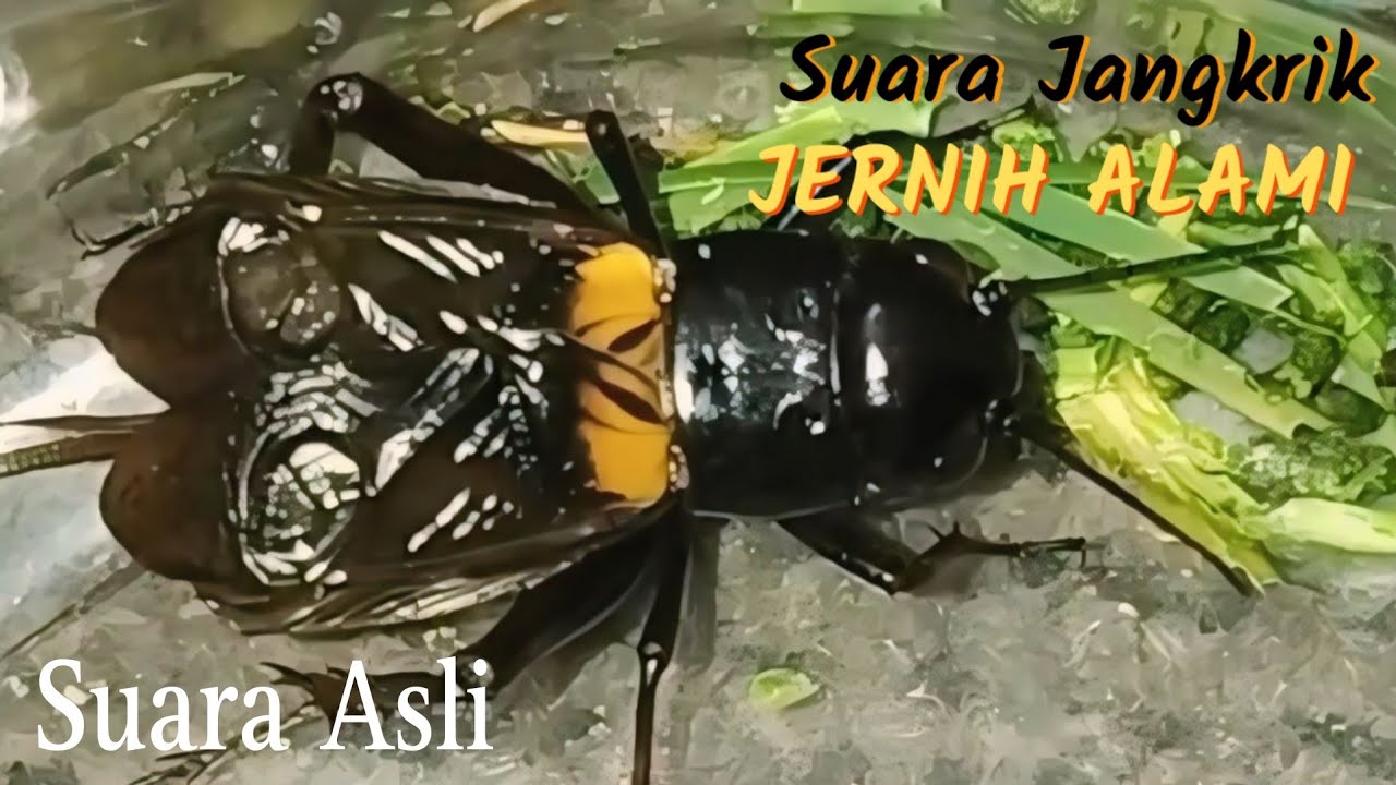 Suara Jangkrik Jaliteng