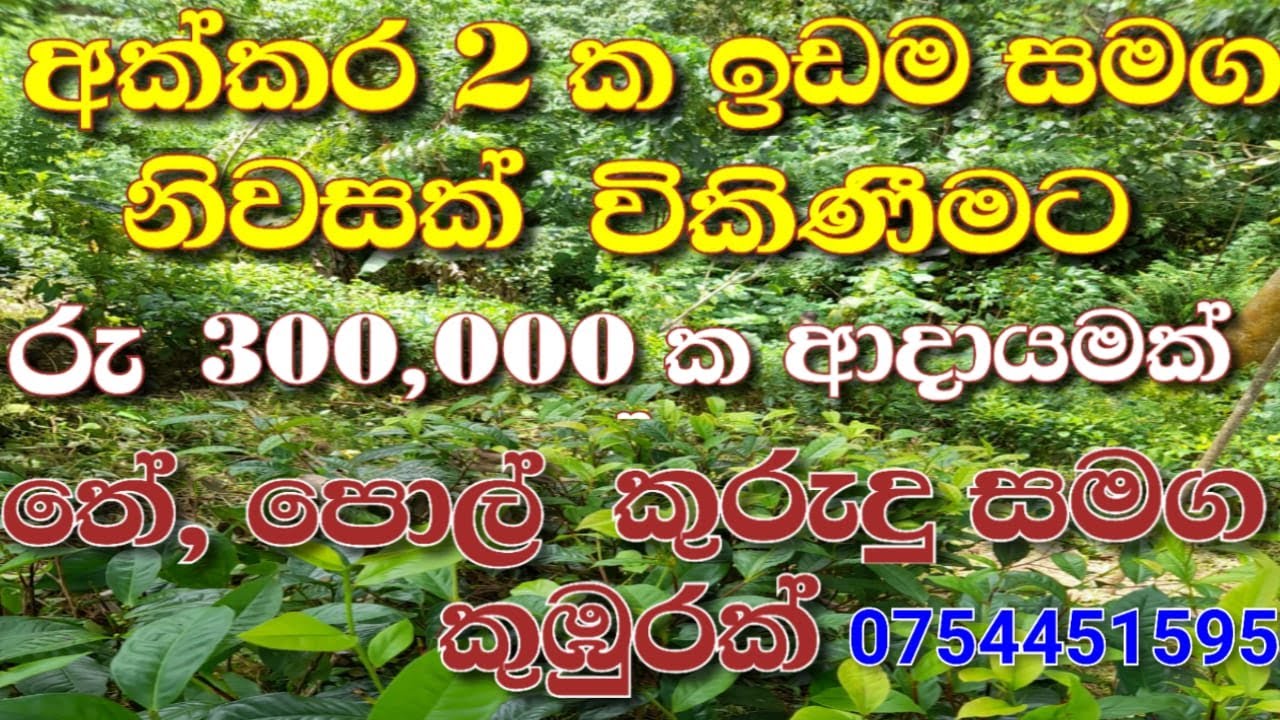 Valuable Land  with Tea, Cinnamon, Coconut & Paddyfield for Sale in Galle   Thawalama Habarakada