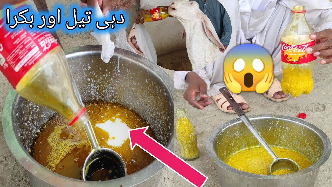 دہی اور تیل کے فائدے سب اس ویڈیو میں بکرے کو موٹا اور فربہ کرتی ہیں Benefits of curd and oil Goats👉🏼