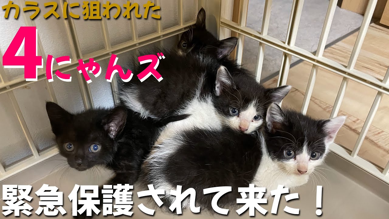 【緊急保護】子猫4匹がいきなり来た！預かり猫ボランティア再び開始だー